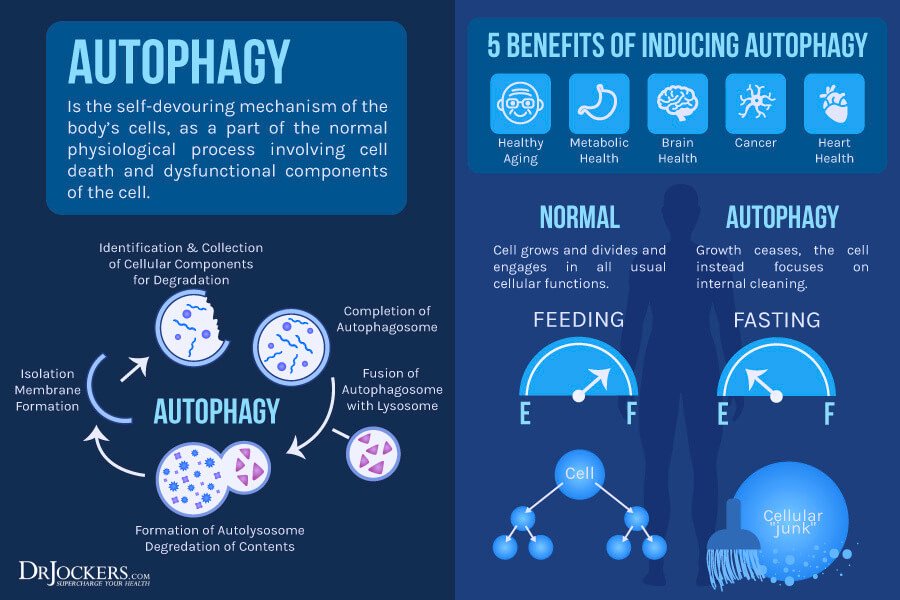 autophagy-fasting